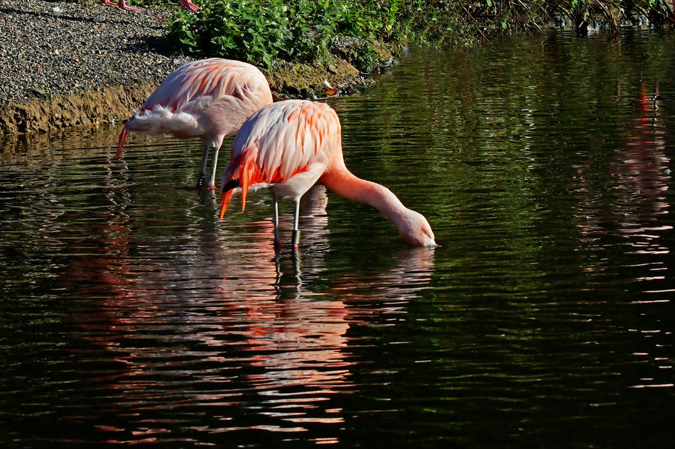 Bottoms up and forever eating Flamingoes...