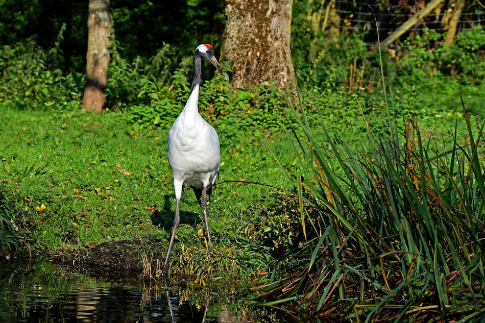Red crowned Crane...
