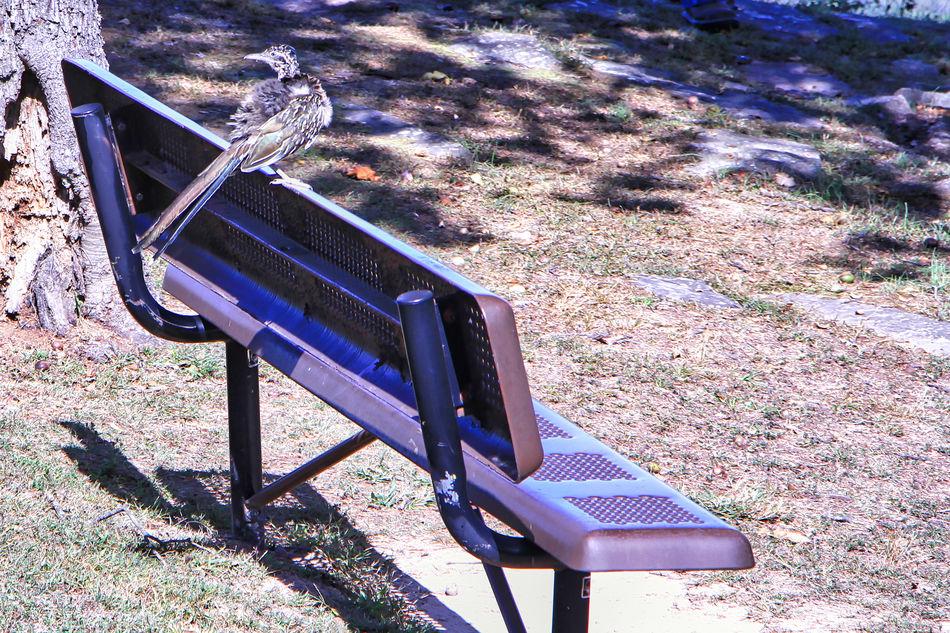 This Roadrunner got Benched for Fowl Play....