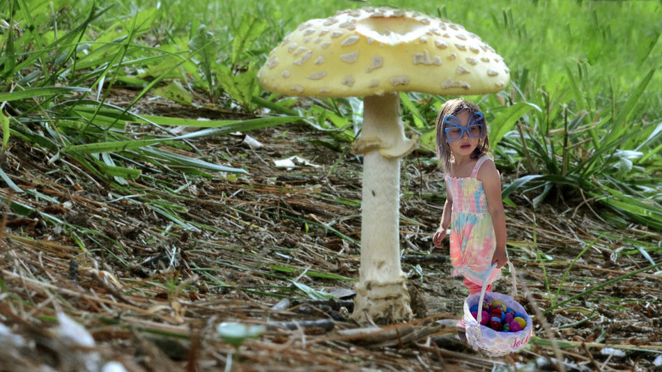 Mushroom Magic...