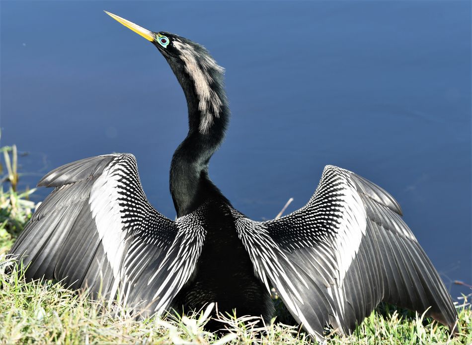 Blue Eyed Anhinga Lake Apopka. Download works.