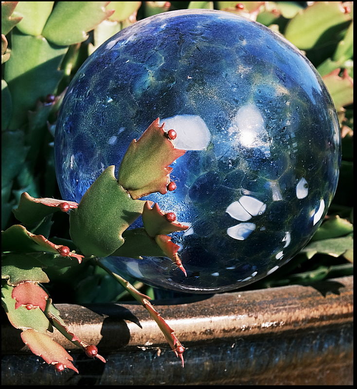 3. Water globe in Christmas cactus....
