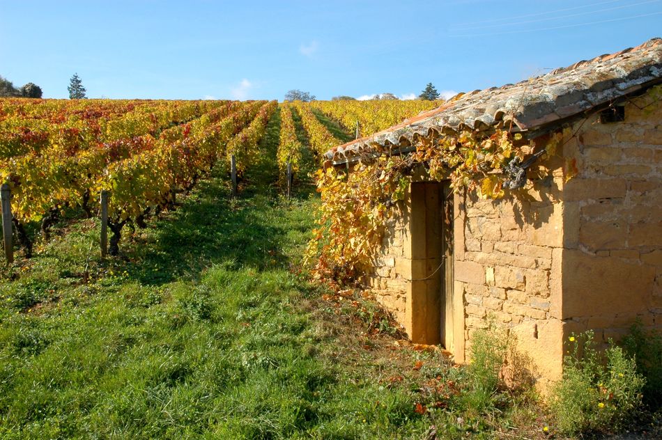 close to Mont Brouilly, a very typic tiny "shelter...