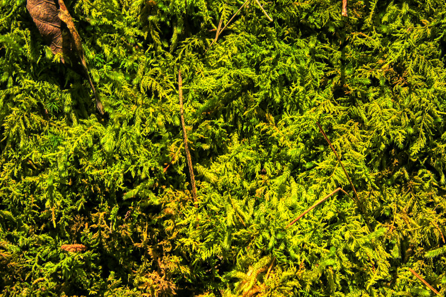 Moss type lichen...