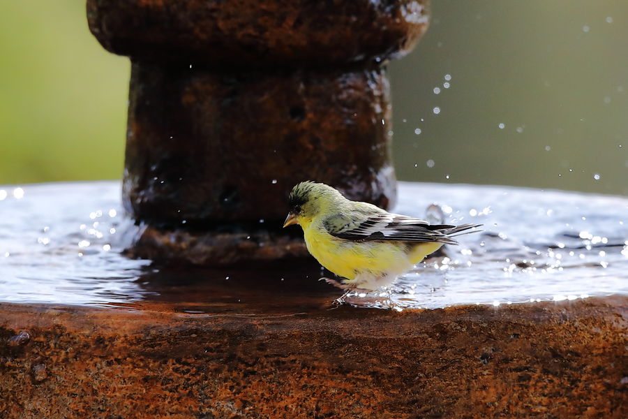 Goldfinch enjoys the water...
