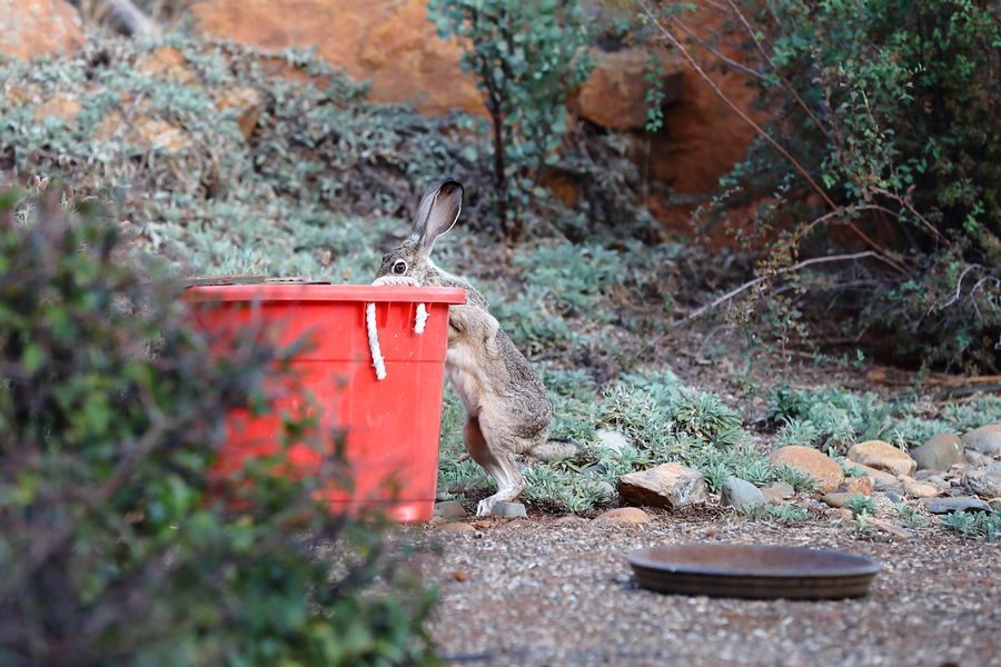 Jack Bunny using the old bucket which I 'm going t...