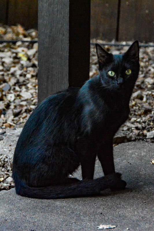 Black mother cat--I'm thinking of name "Salem"...