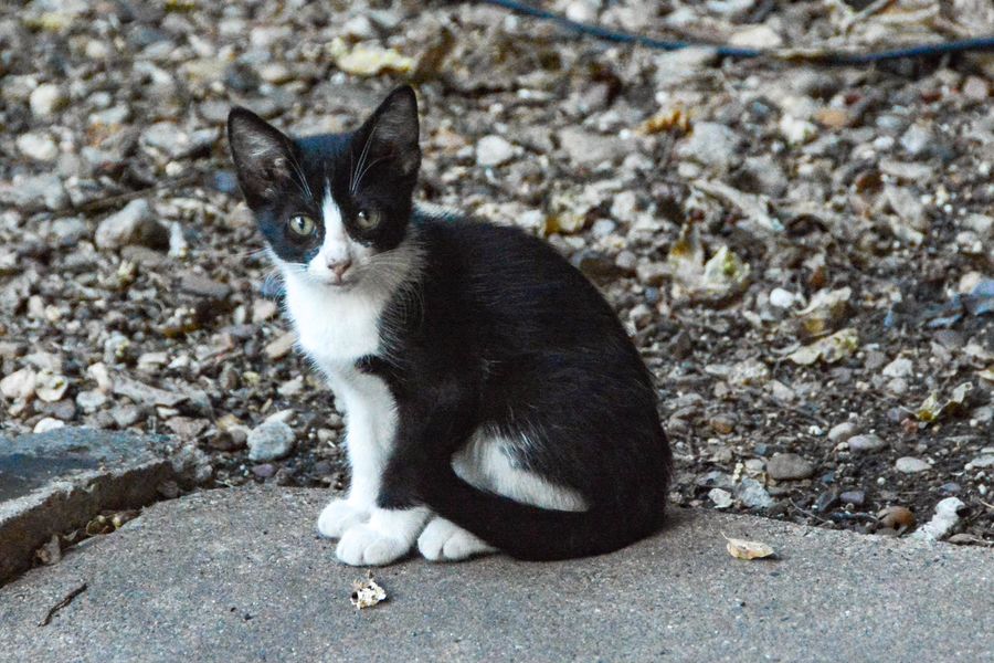 Kitten #1, a "tuxedo cat"--I may name it "Tux" (do...