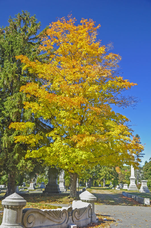 Evergreen Cemetery in Fall...
