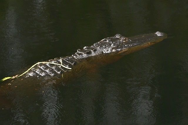 This one was about 8-10 feet long....