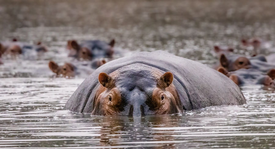 One big hippo!...