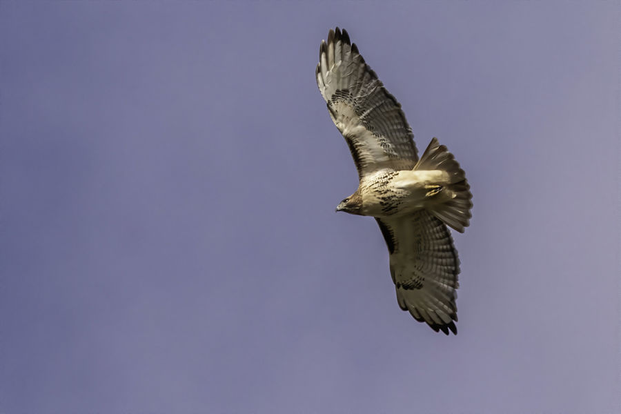 Redtail - heading south for the winter - click on ...
