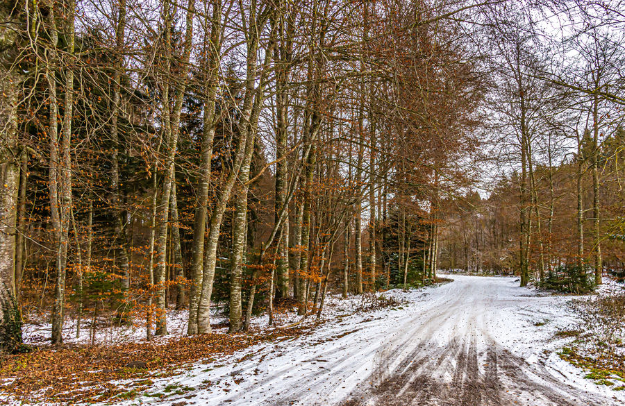 2 - Neuenegg/BE - Forestry road near the hamlet Sü...