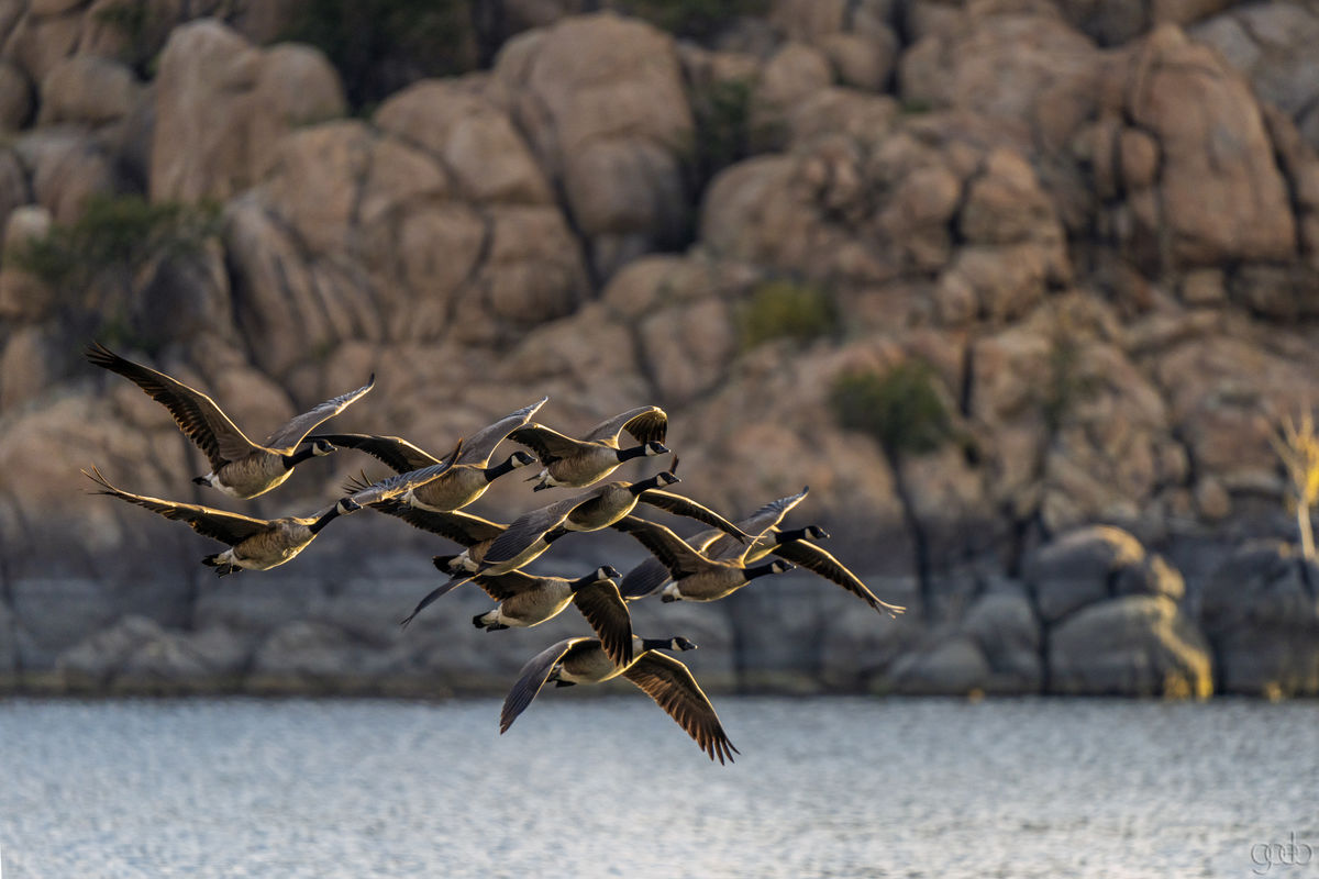 A gaggle of geese this morning at Watson Lake in P...