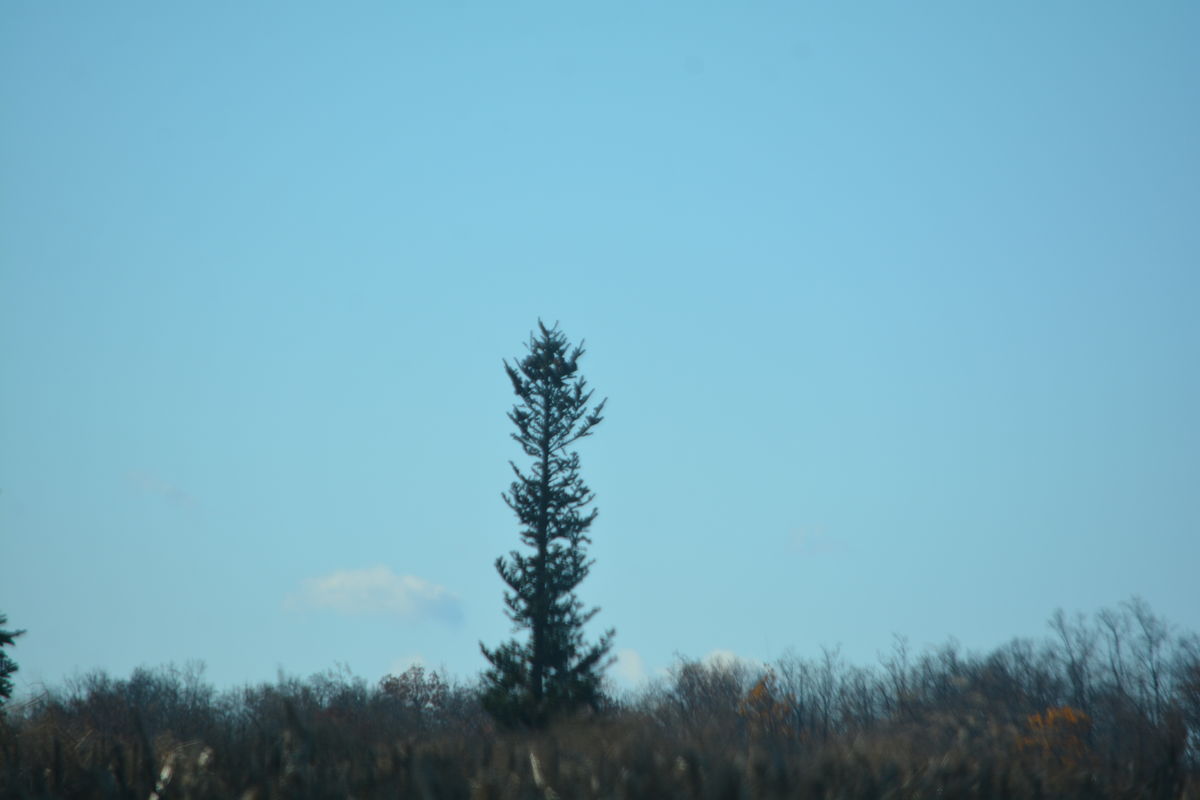 Lonesome pine....