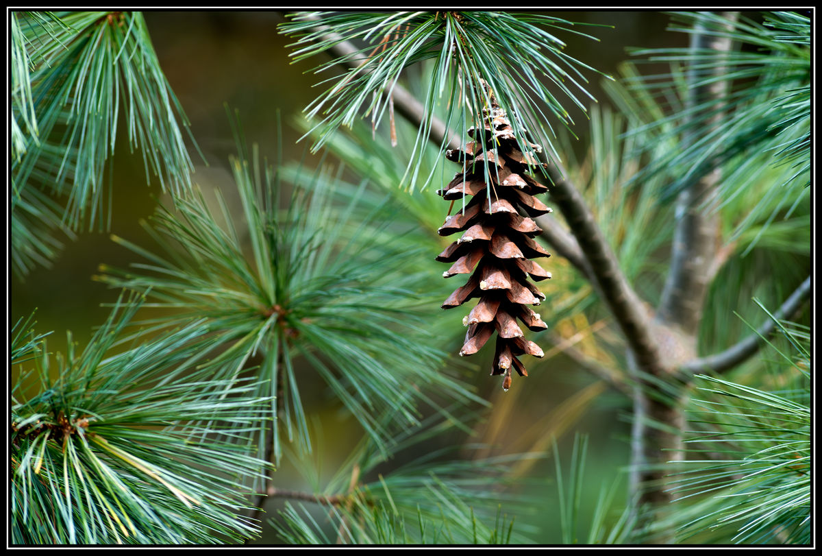 White Pine: Nuthatch’s Natural Habitat...  Nikon D...