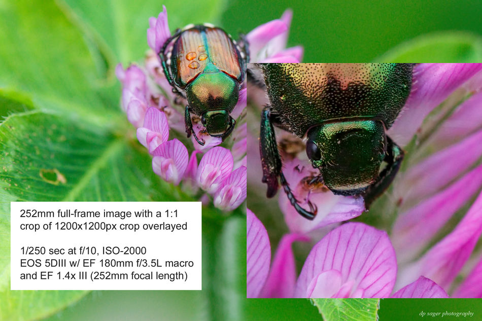 Japanese beetle at 252mm...