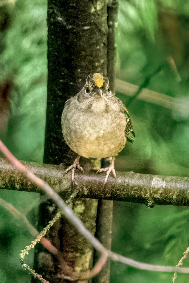 Golden-crowned Sparrow Looking At Me...