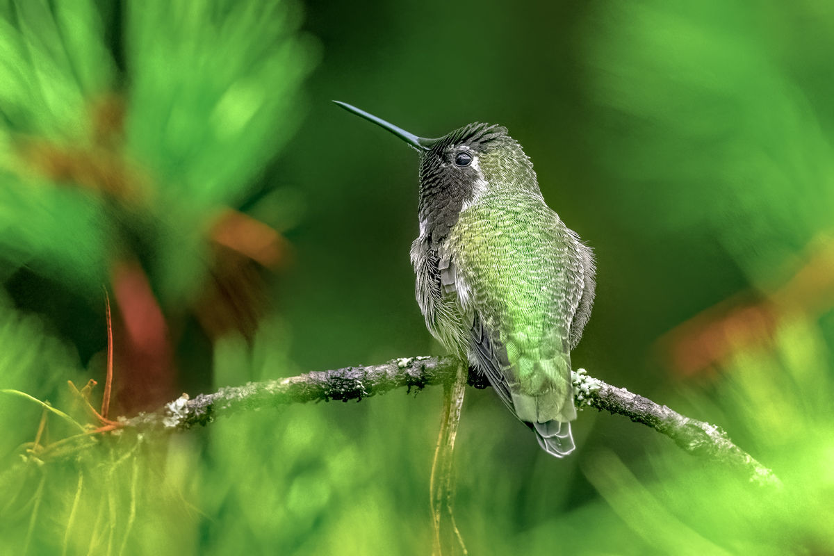 Male Anna's Hummingbird...