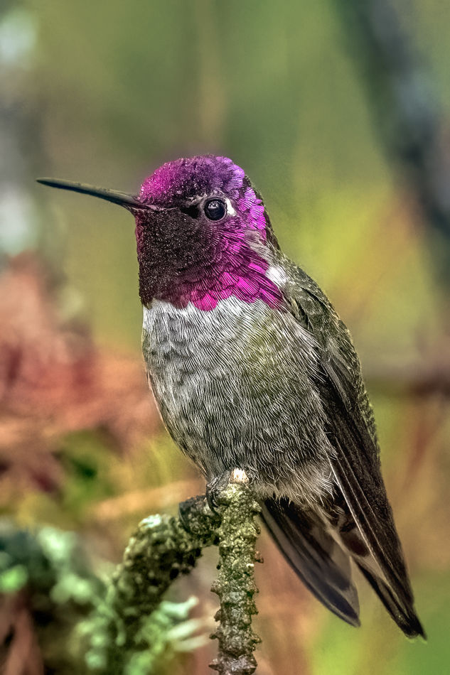 Anna's Hummingbird In The Rain...