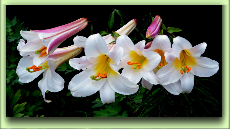Easter Lily...