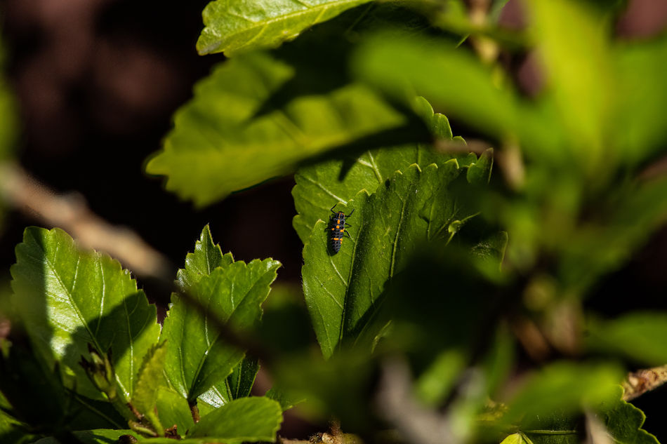 Lady bug larva...