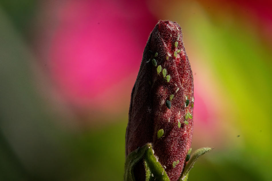 Aphids on a Hibiscus flower bud...