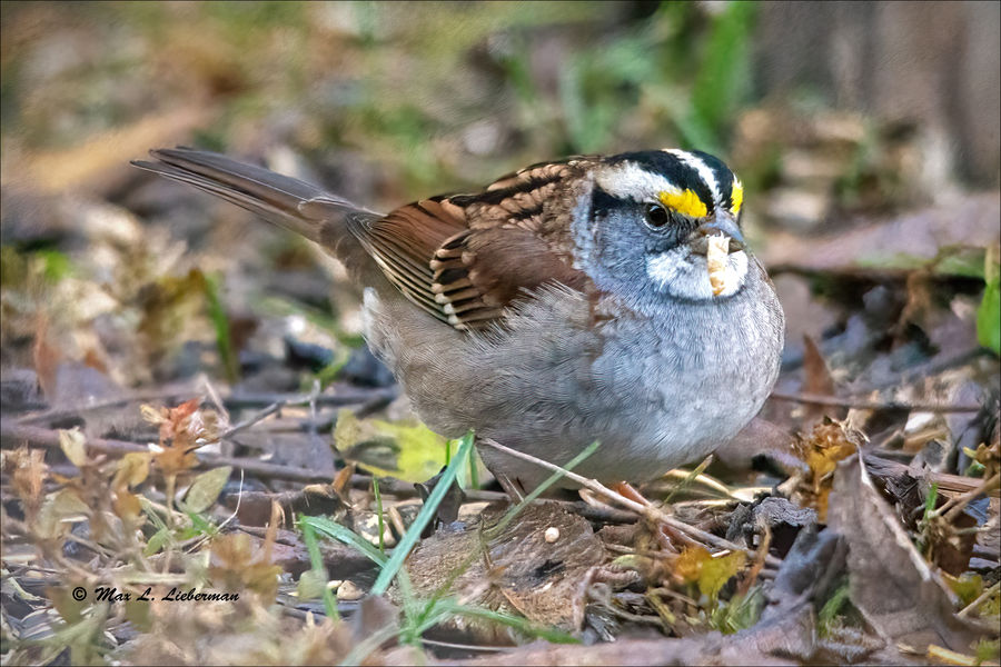 White throated sparrow with meal worm...