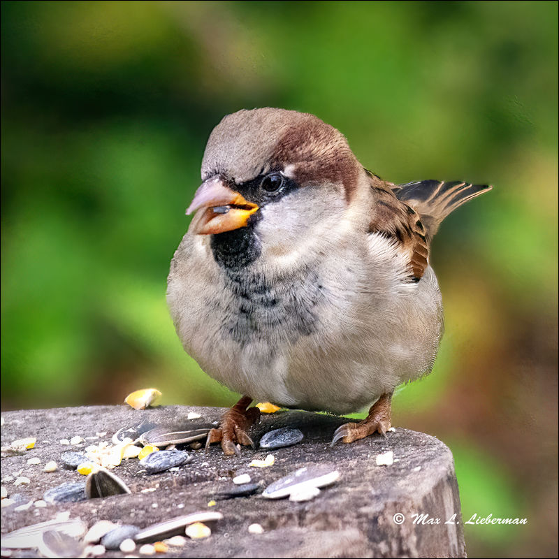 Black throated sparrow...