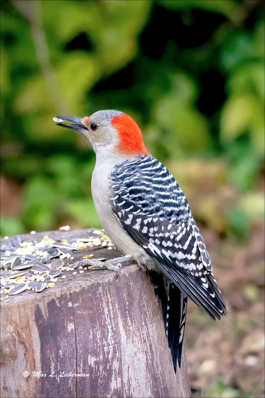 Red bellied woodpecker...