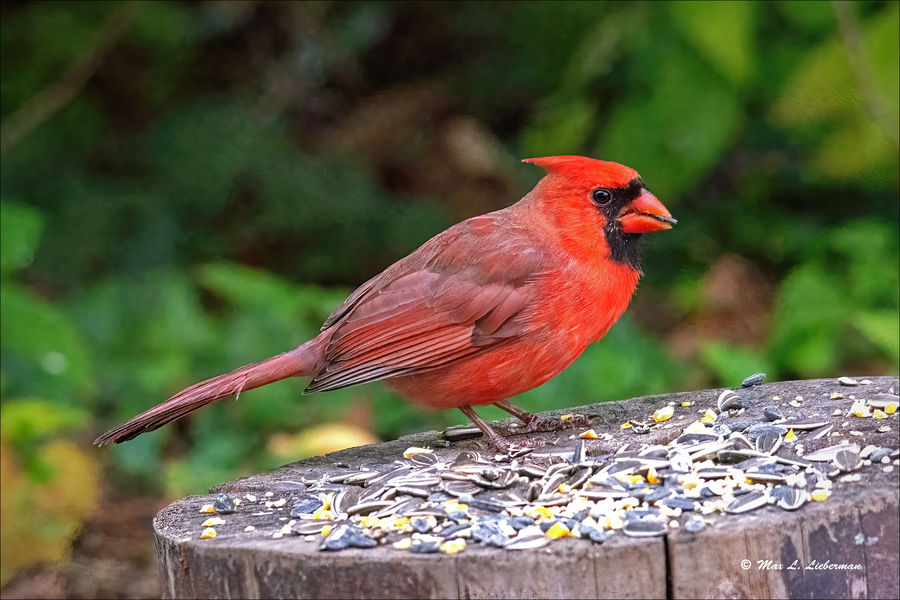 Northern cardinal...