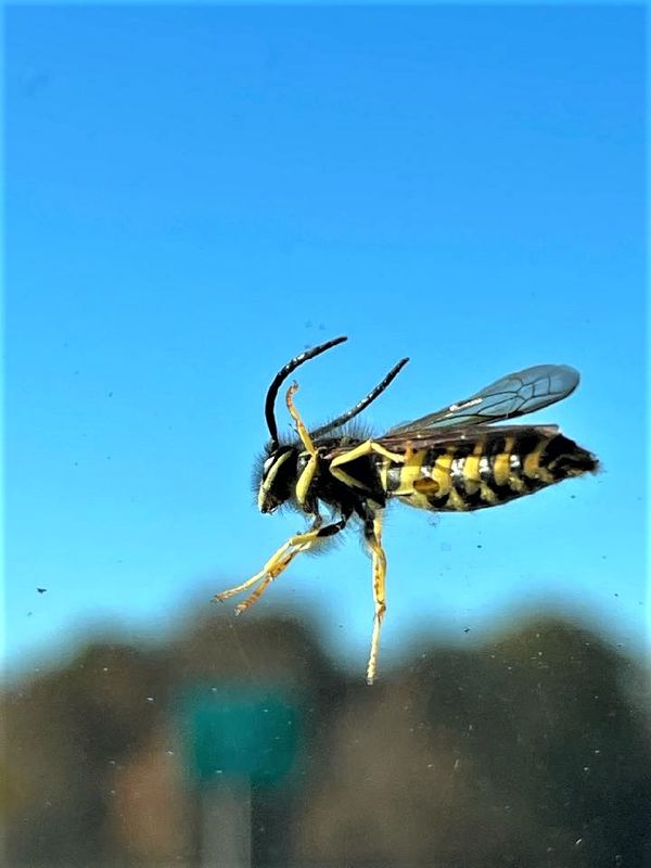 The wasp let go about at 65mph....