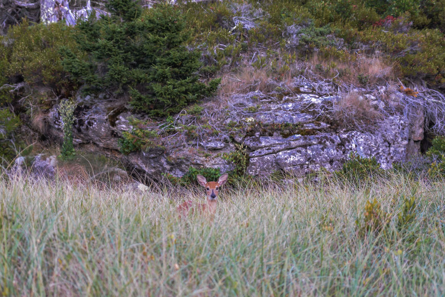 Young deer - Hermit Island, Maine...