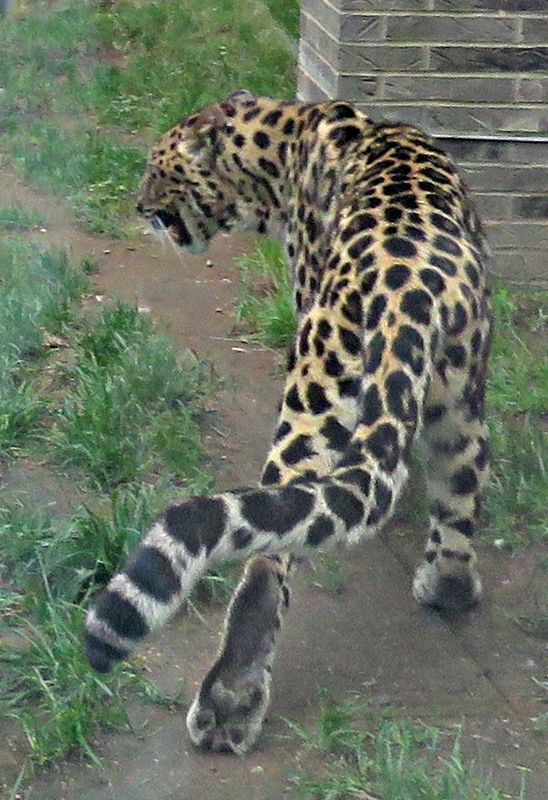 rare amur leopard...