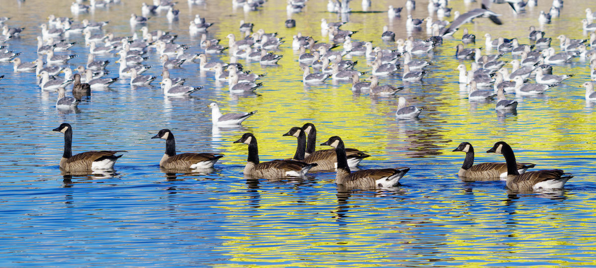 Canada geese and assorted gulls...