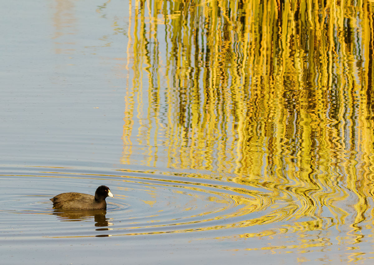 I liked the reeds with the coot...