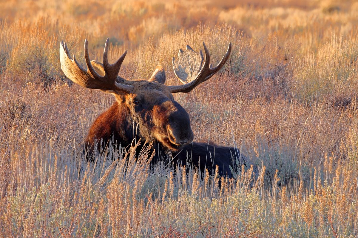 bull moose - a wp shot focus stack...