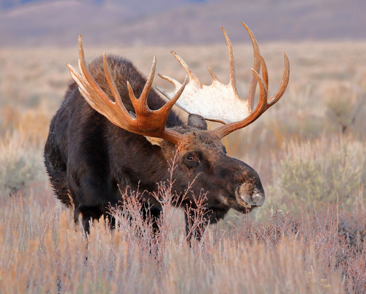 bull moose...