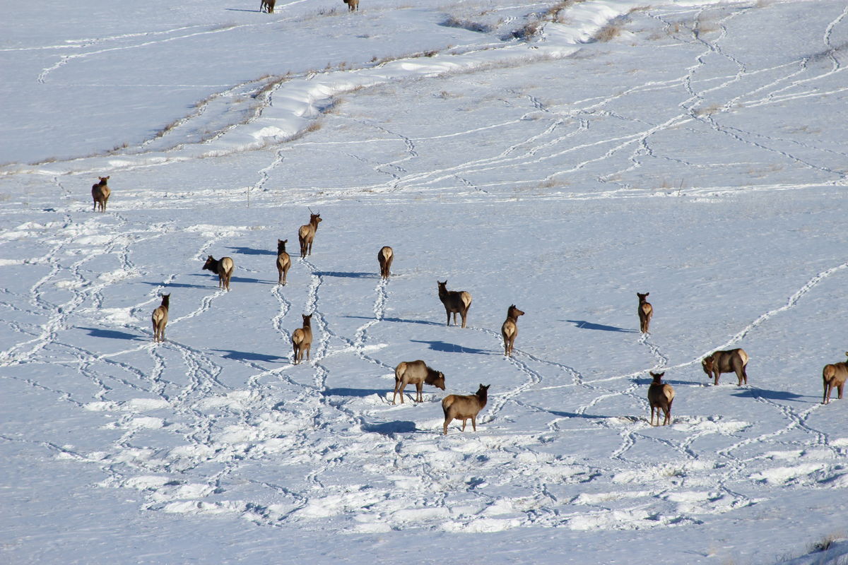 When the weather gets tough, the elk like to move ...