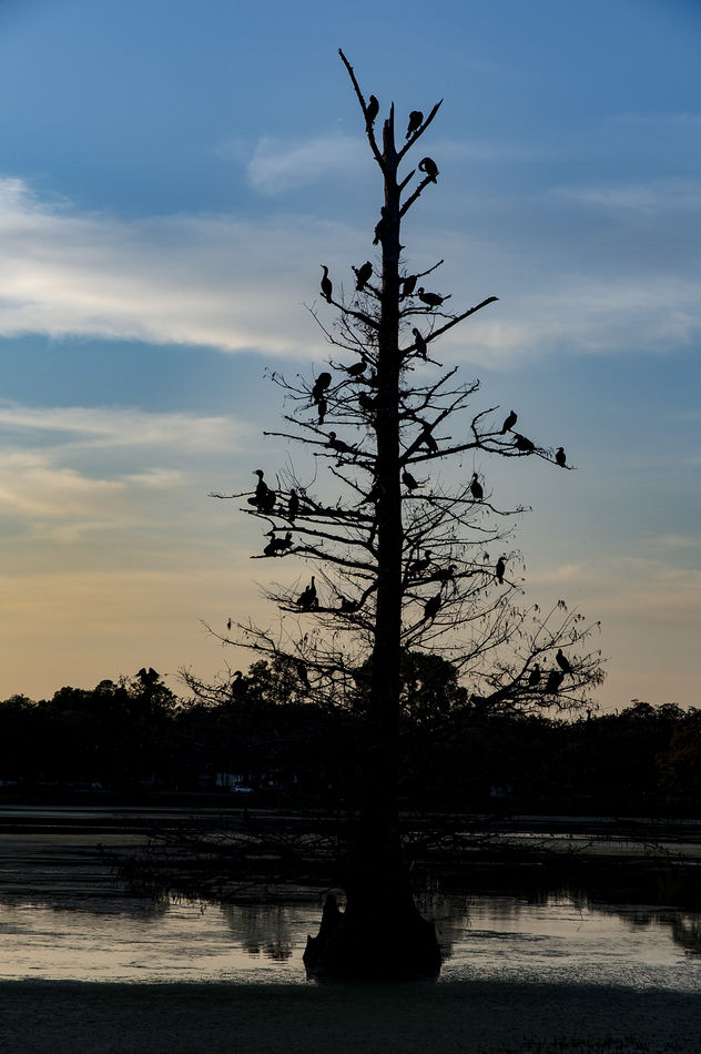 Birds settling in for the evening at the LSU lakes...