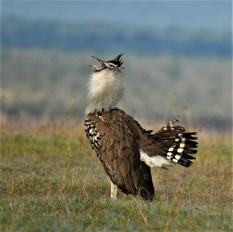 Kori Bustard From Kenya...