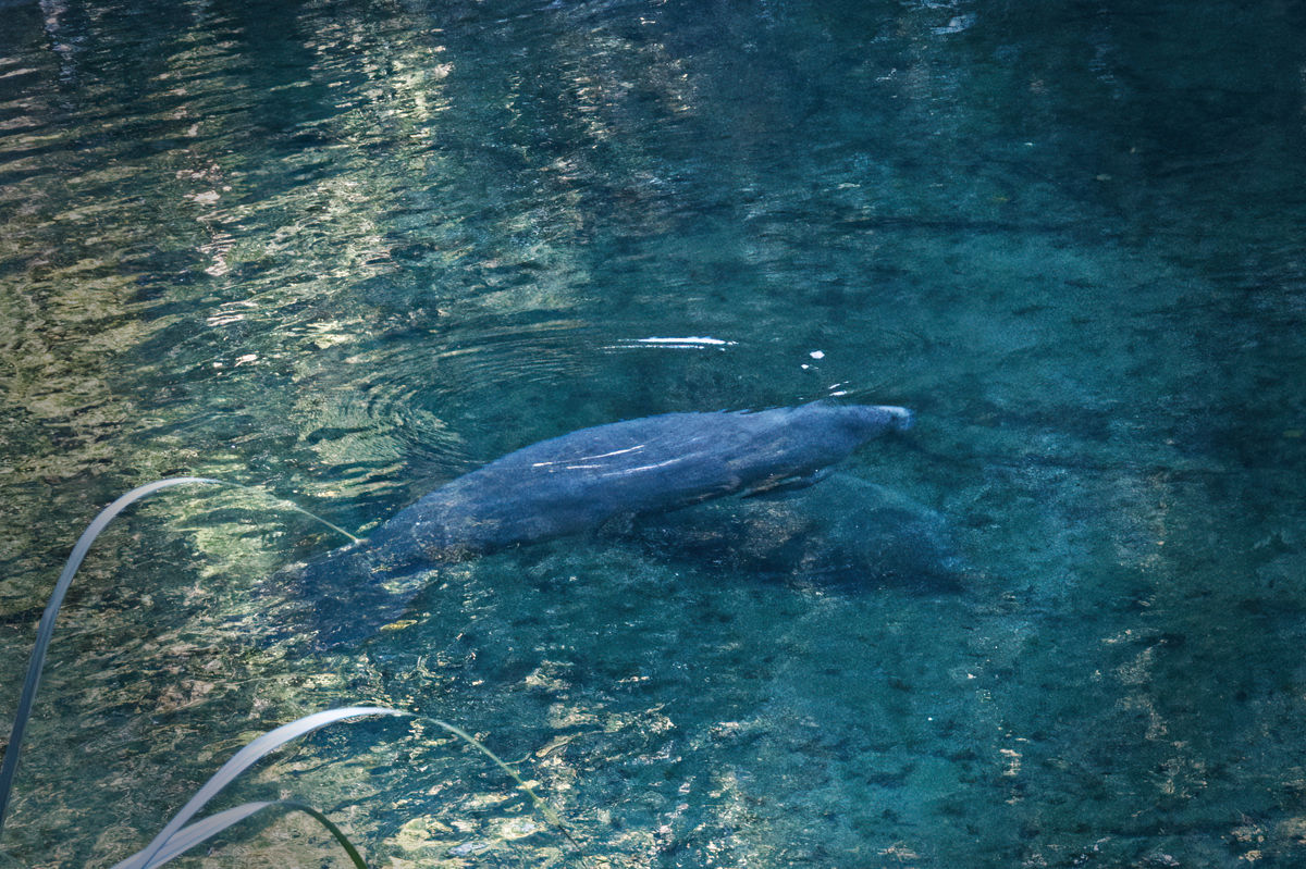 2 Manatees taking it easy.  The upper one is about...