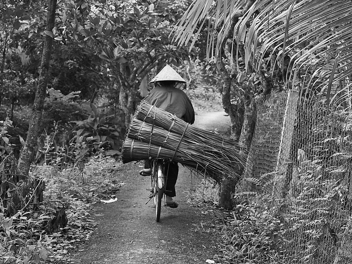 Woman transporting wood on a bike.  I suspect for ...