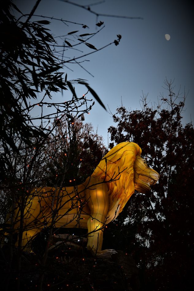 Cincinnati zoo Christmas lights Kinda did the express tour tonight, in