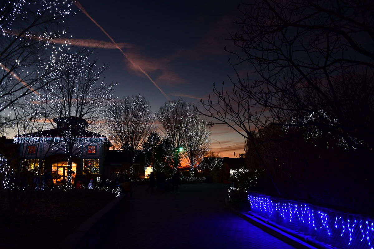 Cincinnati zoo Christmas lights Kinda did the express tour tonight, in
