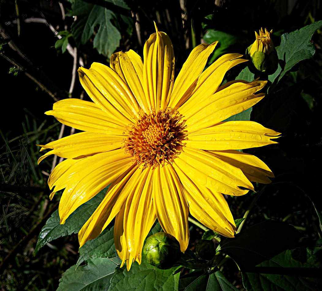 Swamp Sunflower...