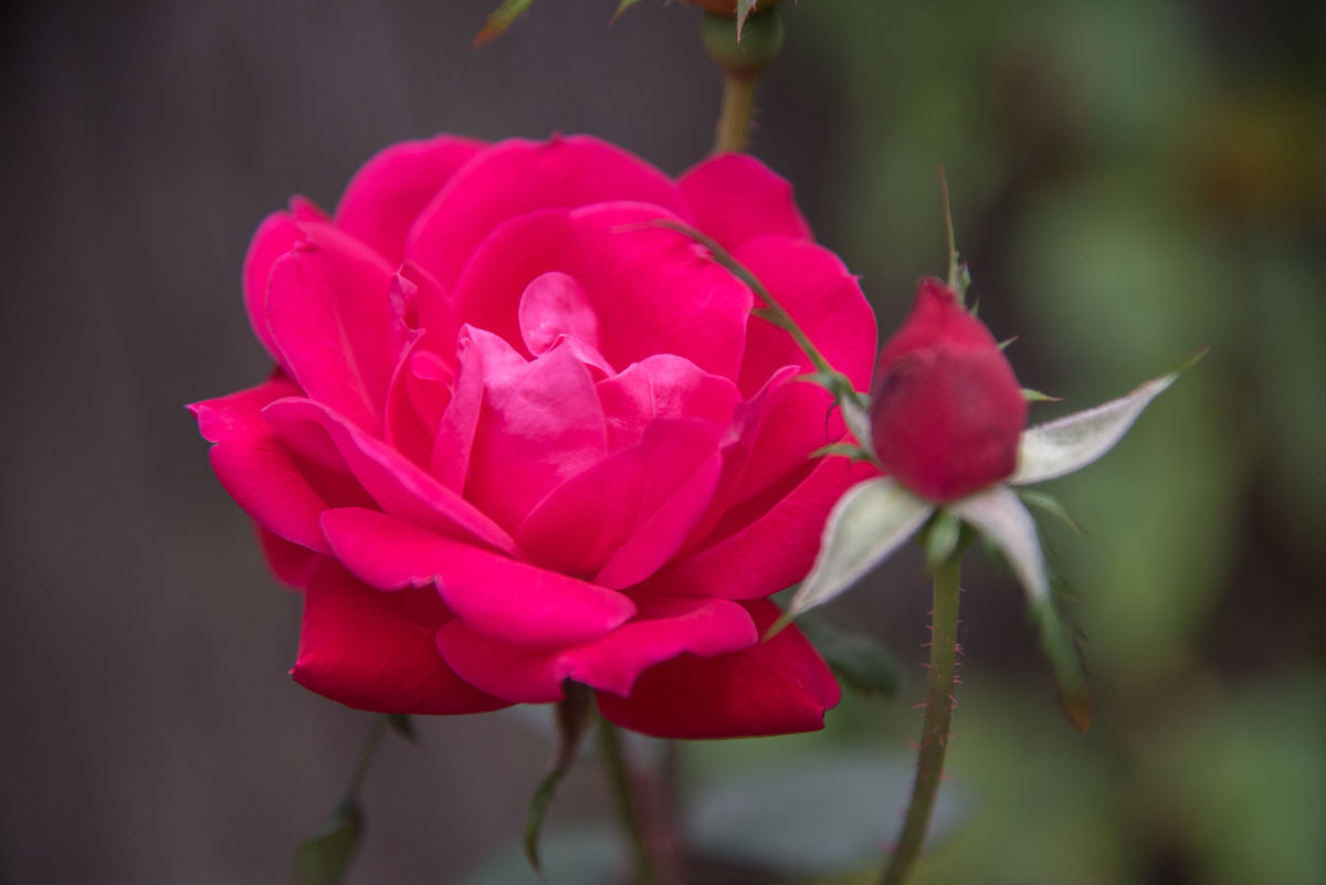 The olde English carol: "Lo How a Rose E'er Bloomi...