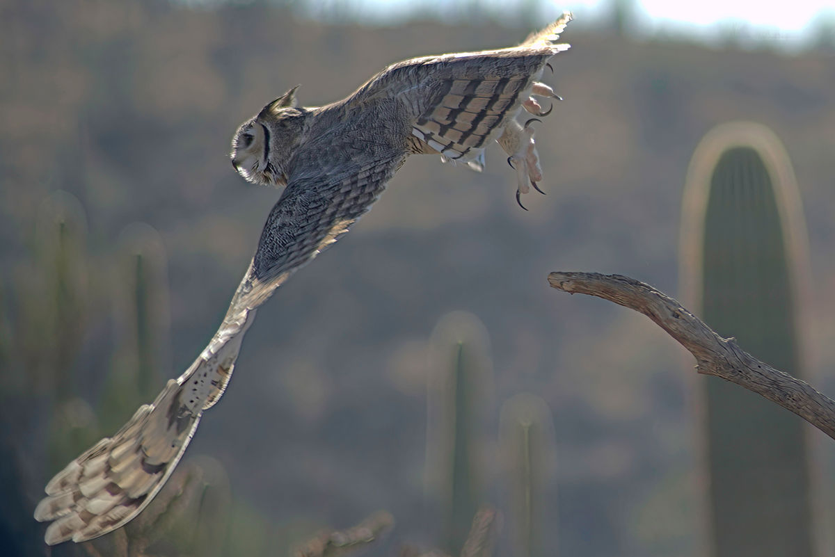 Great Horned Owl, with turn signal engaged...