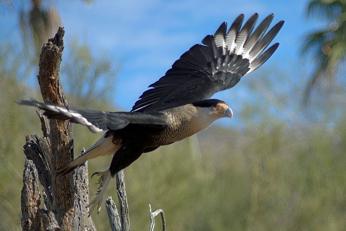 Crested Caracara - launching off...