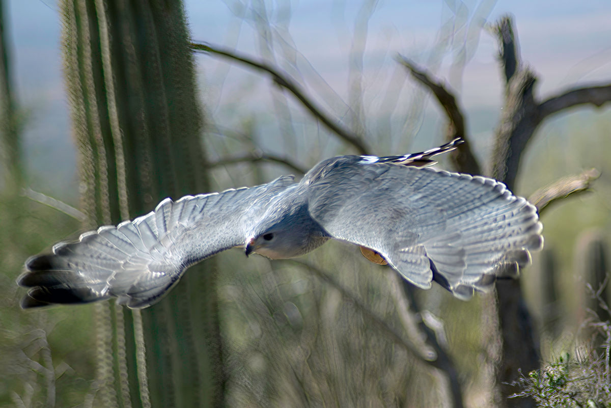 Mexican Gray Hawk...